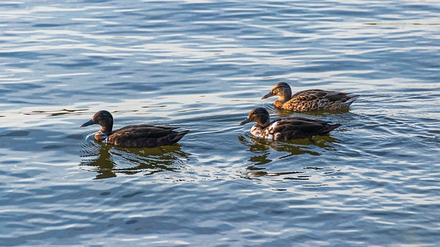 Kendte krydsordsnøgler og hvordan du løser dem